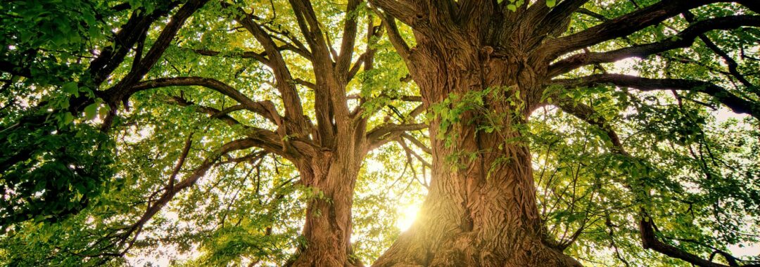 two brown trees