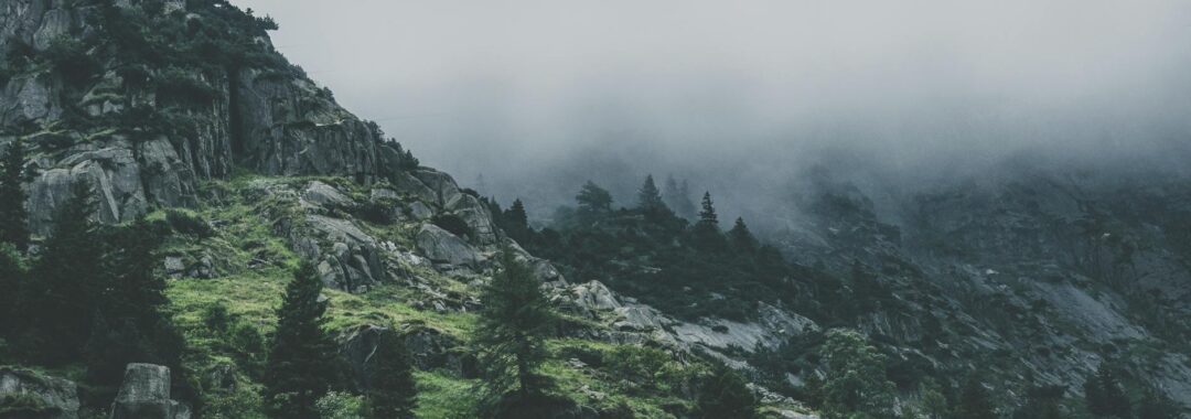 green leafed trees during fog time