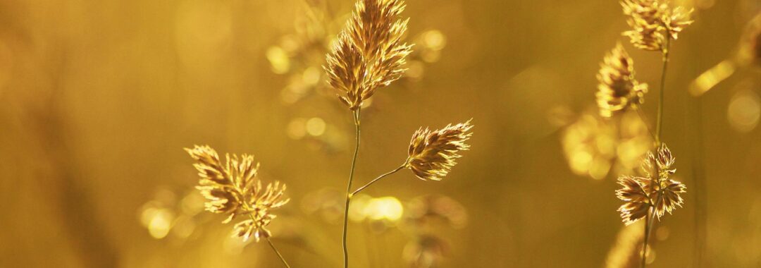 close up of wheat plant during sunset