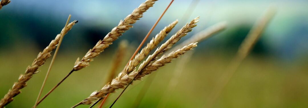 beige weeds in a field of grass