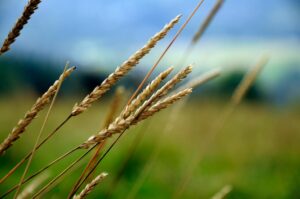 beige weeds in a field of grass