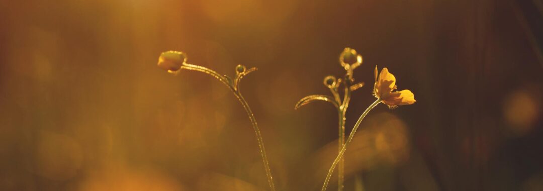 selective focus photography of orange petaled flower