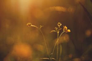 selective focus photography of orange petaled flower