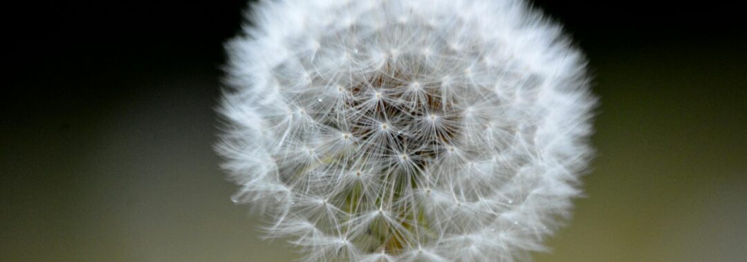 white dandelion in close up photography