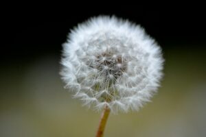 white dandelion in close up photography